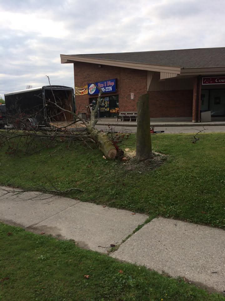 Professional tree work